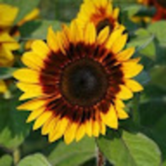 Meet your Posher, Angelina - Picture 1 of 1